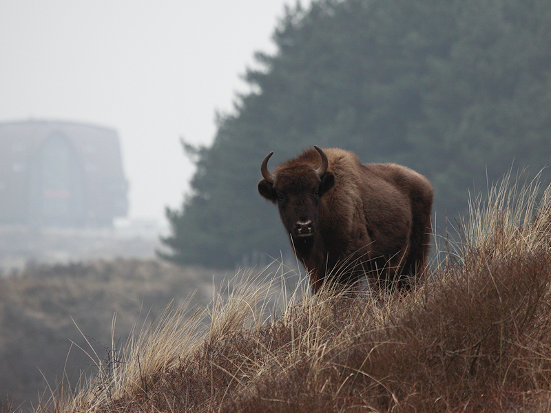 Zoogdieren